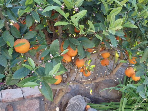 Naranjas.